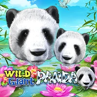 Wild Giant Panda